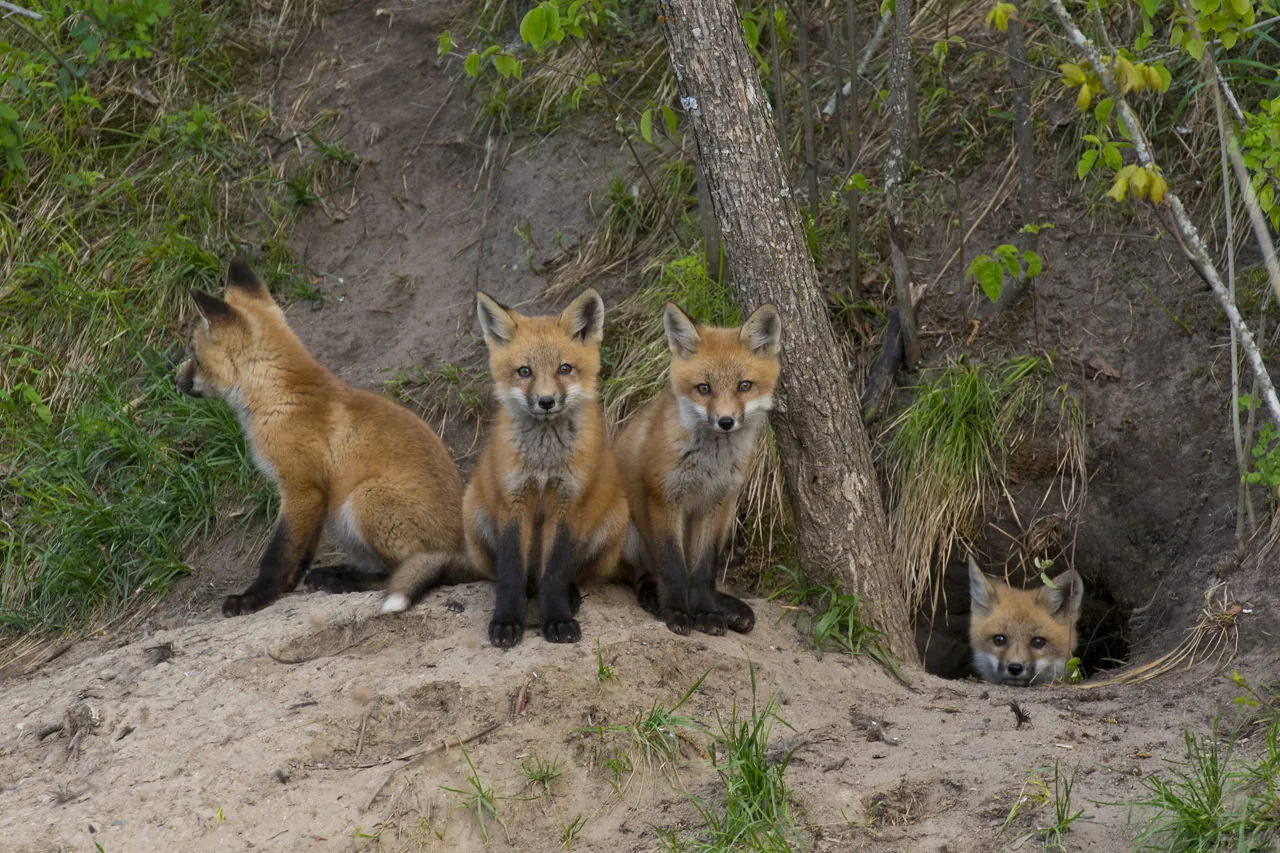 Baby fox kits huddled together at the entrance to a burrow