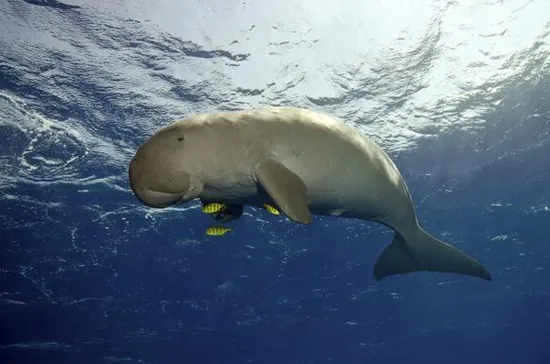A manatee floating in shallow water