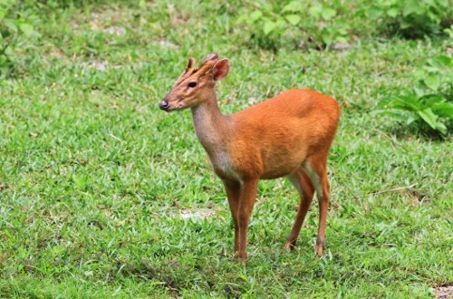 An Indian red muntjac, or barking deer