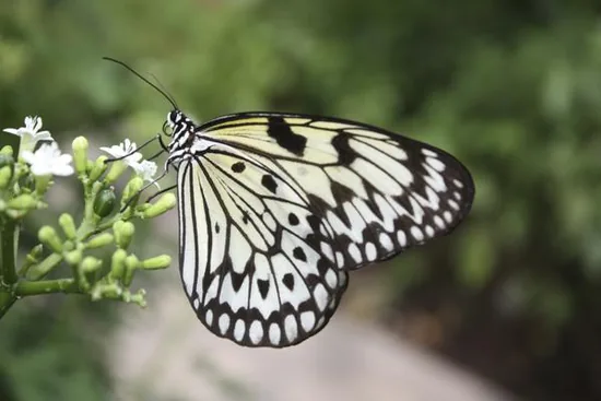 Paper kite butterfly