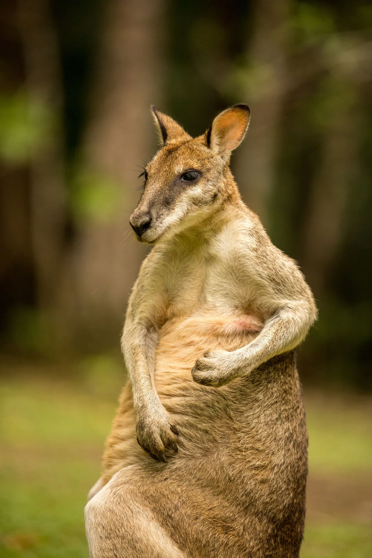 A kangaroo standing upright in a grassy clearing