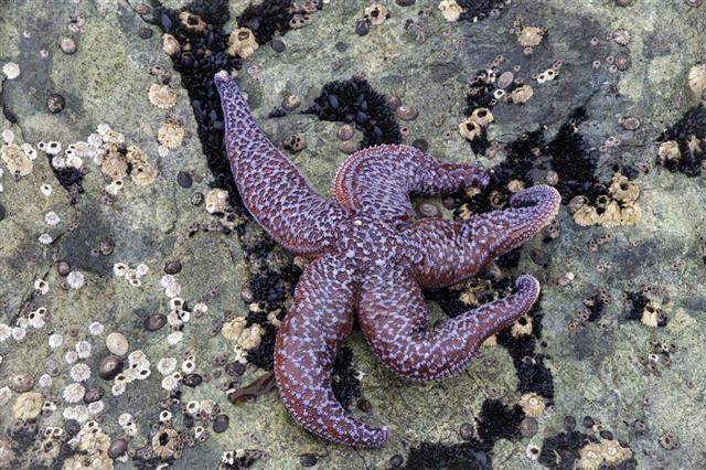 Starfish resting on a stone on the ocean floor