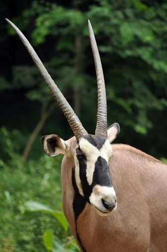 Oryx antelope