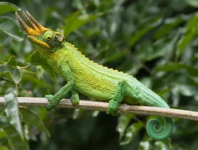Male Jackson's Chameleon with three prominent horns on a branch