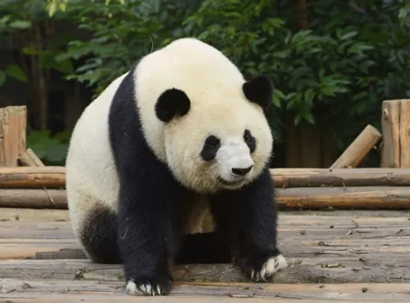 A giant panda bear sitting among bamboo, showing its distinctive black-and-white markings