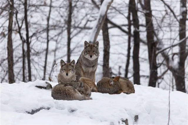 Pack of coyotes in winter snow
