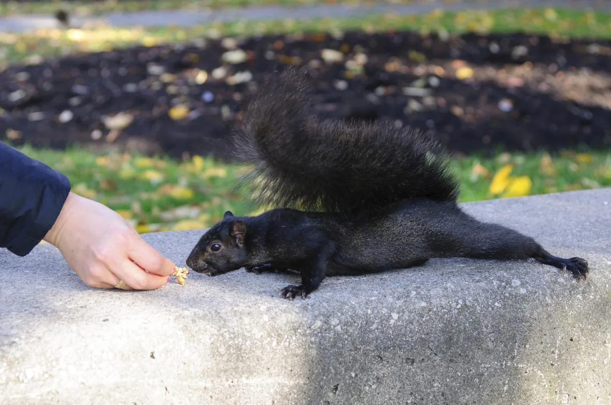Black squirrel foraging on the ground in a park