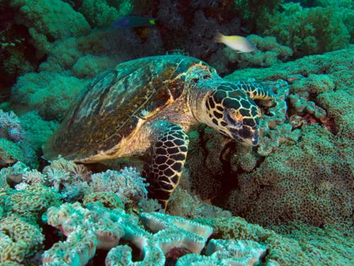 Green sea turtle looking down toward the ocean floor
