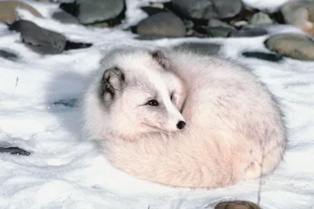 Arctic fox curled up with its bushy tail wrapped around its body