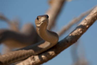 Black mamba snake with hood partially raised, alert posture