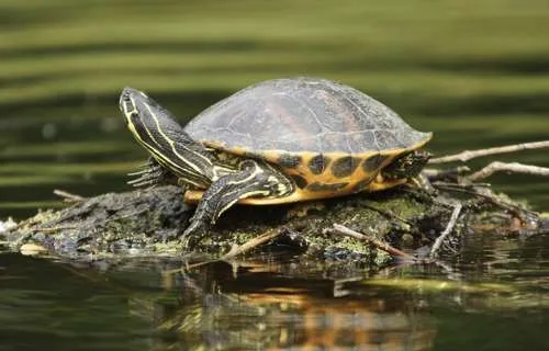 Pond slider resting on a rock