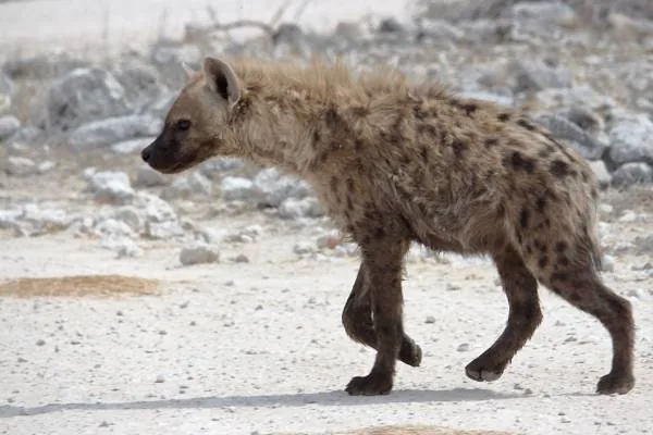 Spotted hyena in the Sahara, showing distinctive spotted coat