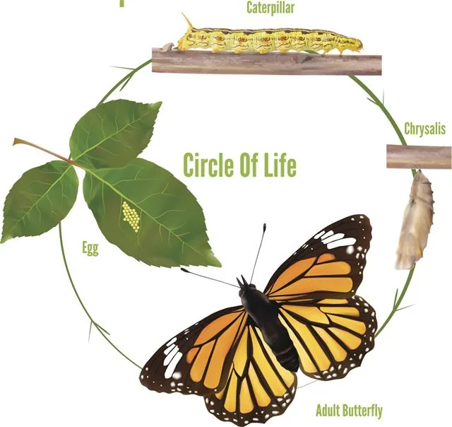 Life Cycle of a Caterpillar diagram