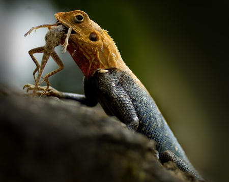 A lizard in the act of catching an insect, tongue extended