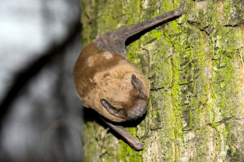Common noctule