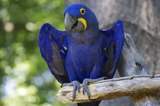 Hyacinth Macaw, a blue-colored animal
