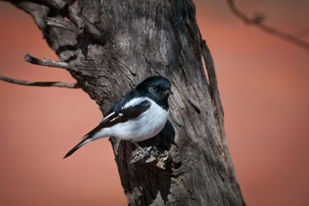 Hooded Robin (Melanodryas cucullata melvillensis)