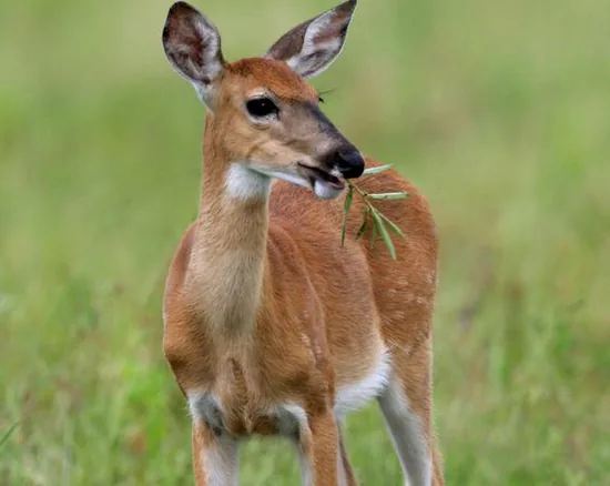 A deer feeding on grass in a meadow