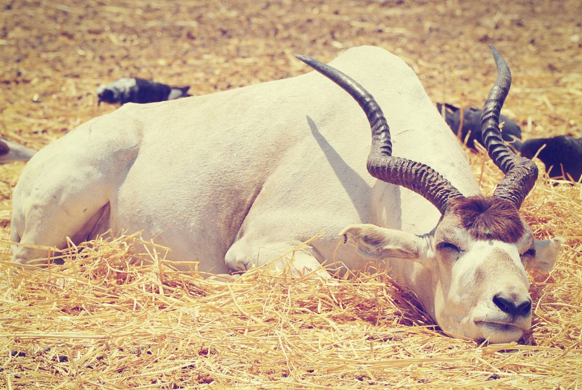 Addax antelope resting in the desert