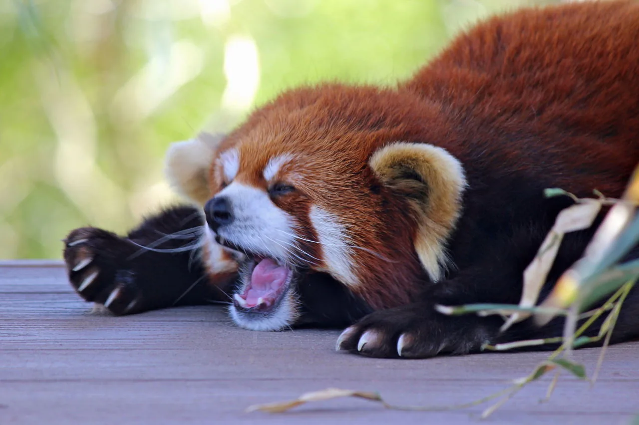 Red panda yawning, showing its 38 teeth, sharp canines at the front, wide molars at the back
