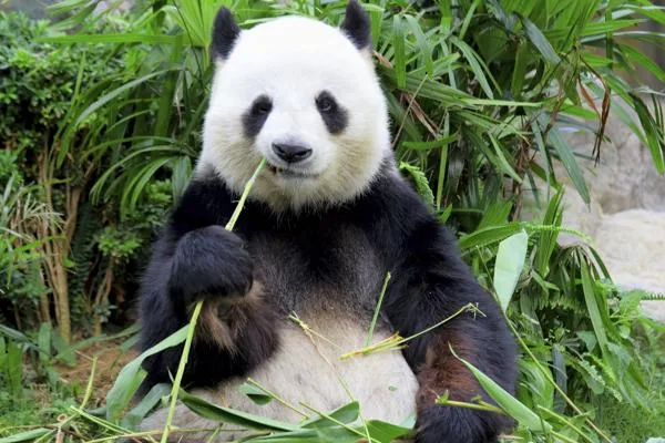 A giant panda eating bamboo shoots, sitting upright with bamboo in both front paws
