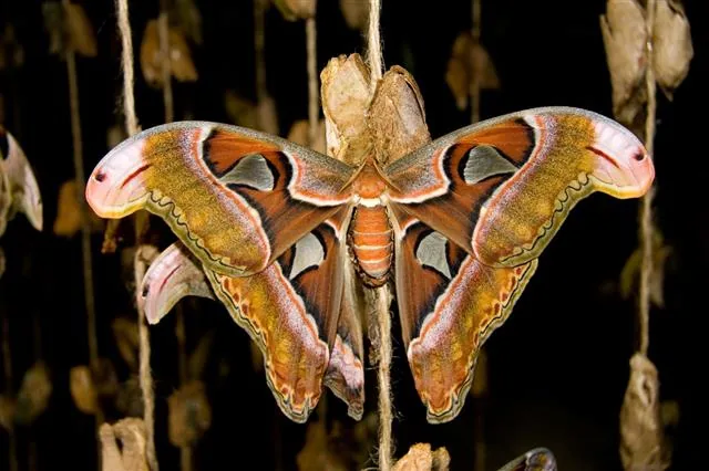 Atlas moth