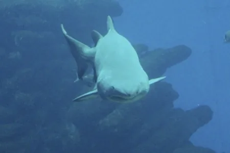 Gray Nurse Shark (Carcharias taurus)