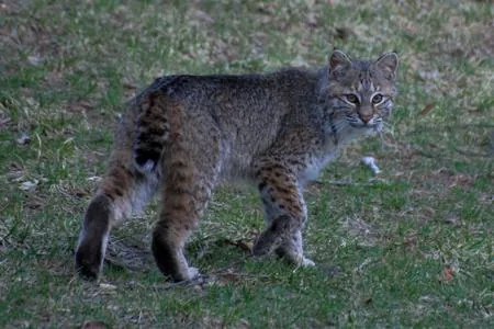 A wild bobcat standing in grass, showing its streamlined body and spotted legs