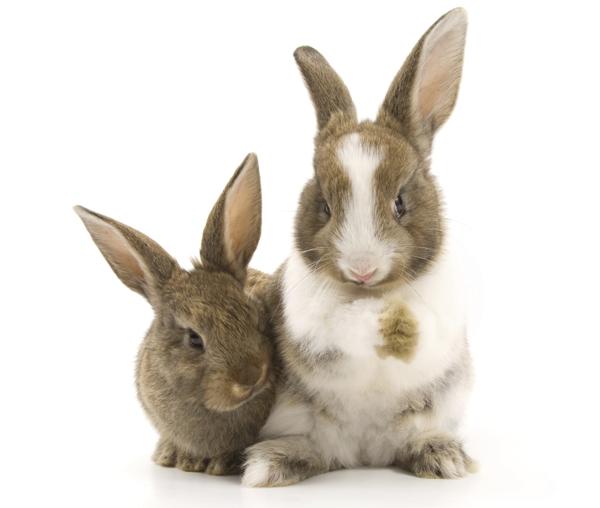 Two bunnies