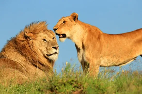Lion couple