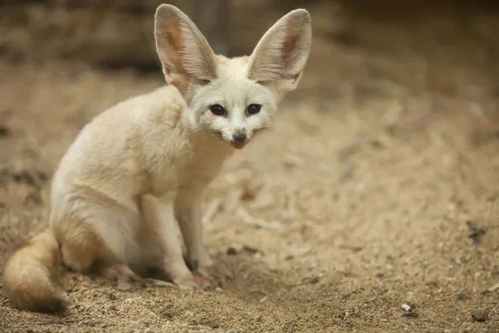 Fennec Fox