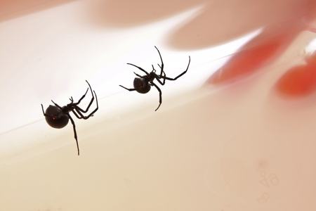 Two black widow spiders near each other on a web during courtship