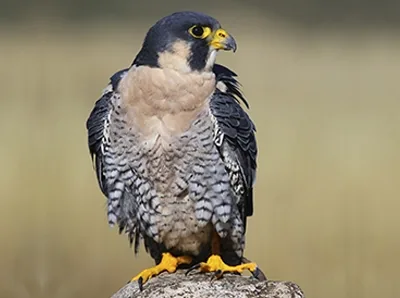 Peregrine falcon, the fastest bird on Earth