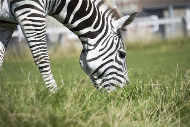 Close-up of a zebra grazing on grass