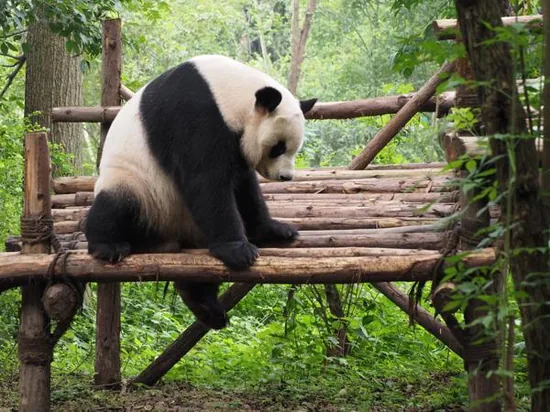 A giant panda bear sitting and eating bamboo