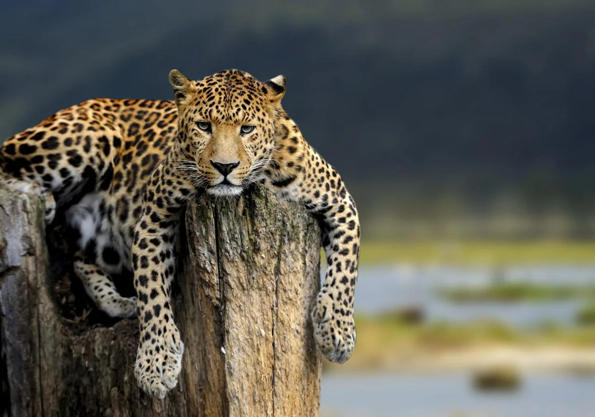 A leopard sitting on a stone, showing its stocky, muscular build
