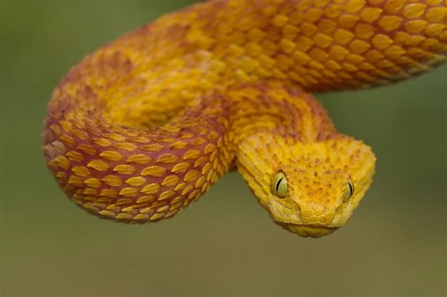 Green bush viper in a vivid orange-red color variation with raised keeled scales