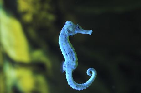 A blue common seahorse clinging to coral in its natural reef habitat