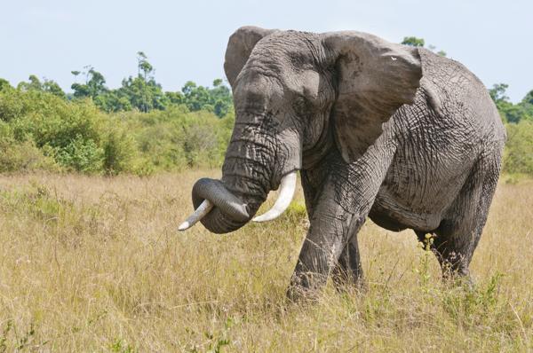An elephant with its trunk raised, elephants are the largest mammals on land and famous for their fantastic memory
