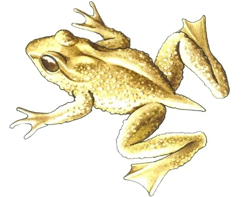 Tailed frog in the genus Ascaphus