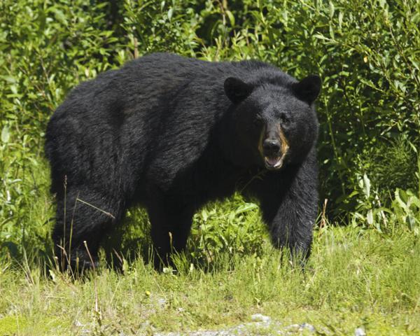 American black bear in deciduous forest