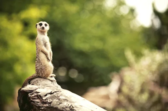 Meerkat