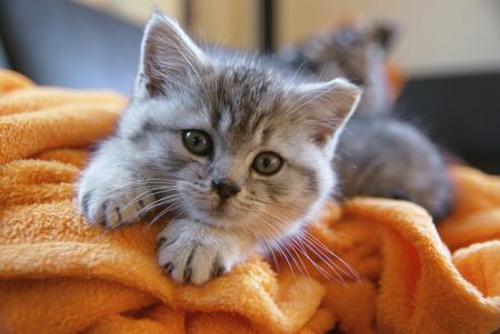 Little kitty lying on couch