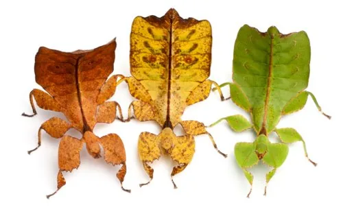 Leaf insects that look just like leaves