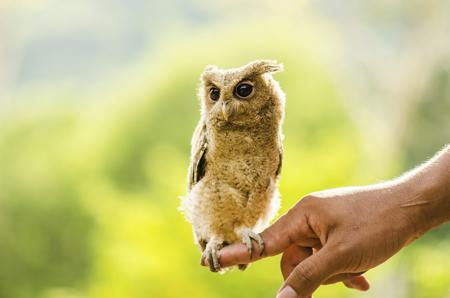 Little owl