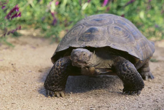 Desert Tortoise