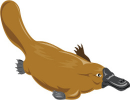 Duck-billed Platypus