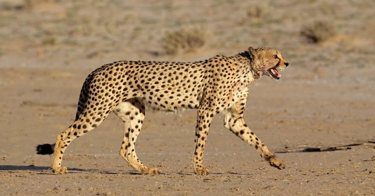 Saharan cheetah with pale faint-spotted coat in desert terrain