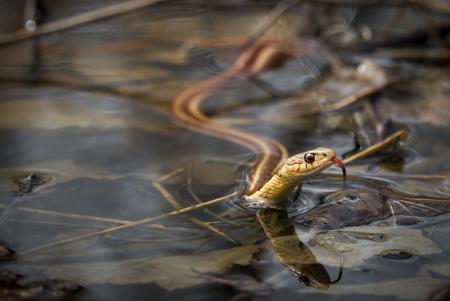 A garter snake in a marshy swamp habitat, surrounded by water plants.