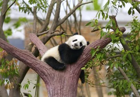 Sleeping panda